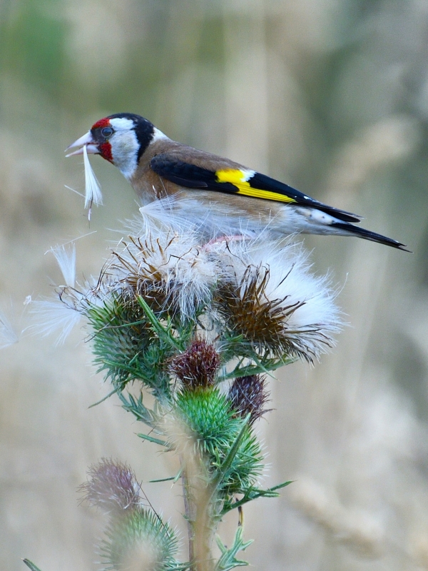 Photo Oiseaux Chardonneret élégant (Carduelis carduelis)