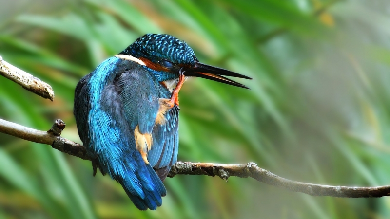 Photo Oiseaux Martin pêcheur d'Europe (Alcedo atthis)