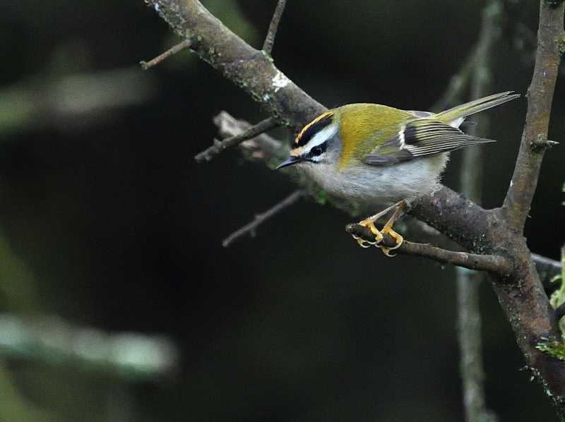 IMG_20260120_190704.jpg Roitelet triple bandeau (Regulus ignicapilla)