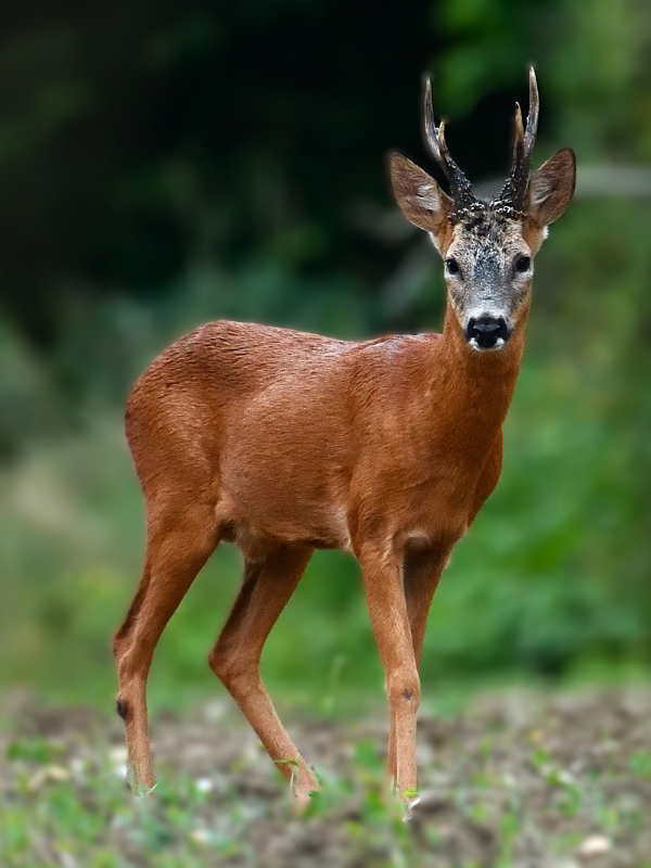 Photo Autres Chevreuil (Capreolus capreolus)