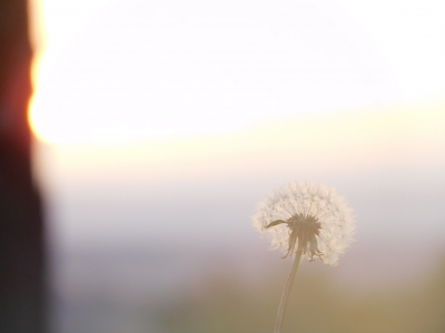 Flore Pissenlit (Taraxacum sp.)