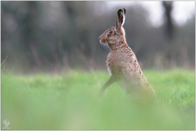 Mammifères Lièvre brun (Lepus europaeus)