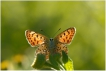 Insectes Cuivré fuligineux ou Argus myope (Heodes tityrus)