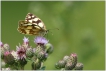 Insectes Demi-deuil (Melanargia galathea)
