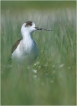 Oiseaux Echasse Blanche (Himantopus himantopus)