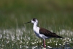 Oiseaux Echasse Blanche (Himantopus himantopus)