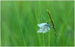 Insectes