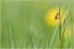 Insectes Gendarme (Pyrrhocoris apterus)