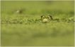 Amphibiens Grenouille verte \
