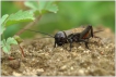 Insectes Grillon champêtre (Gryllus campestris)