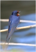 Oiseaux Hirondelle rustique (Hirundo rustica)