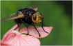 Insectes Echinomyie grosse (Tachnia grossa)