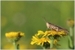 Insectes Criquet
