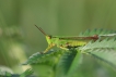 Insectes Criquet tricolore (Paracinema tricolor)