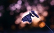 Insectes