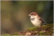 Oiseaux Moineau domestique (Passer domesticus)