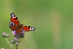 Insectes Paon du jour (Aglais io)