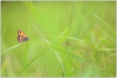 Insectes Procris (Coenonympha pamphilus)