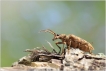 Insectes