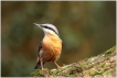 Oiseaux Sittelle torchepot (Sitta europaea)