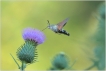 Insectes Moro-sphinx (Macroglossum stellatarum)