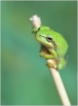 Amphibiens Rainette verte (Hyla arborea)