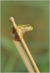 Amphibiens Rainette verte (Hyla arborea)