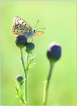 Insectes