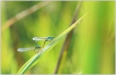  Demoiselles (Zygoptères)