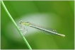  Demoiselles (Zygoptères)