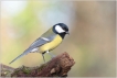 Oiseaux Mésange charbonnière (Parus major)