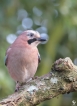  Geai des chènes (Garrulus glandarius)