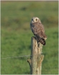 Oiseaux Hibou des marais (Asio fammeus)