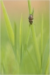 Insectes Carabe