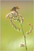 Photo nature