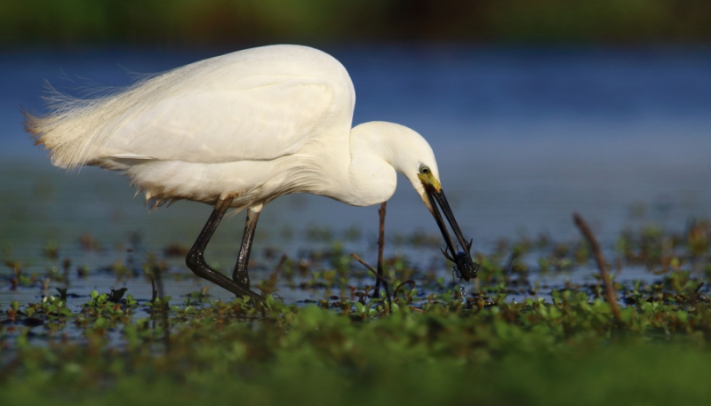 Photo Oiseaux Aigrette garzette (Egretta garzetta)