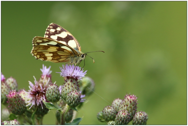 Photo Insectes Demi-deuil (Melanargia galathea)