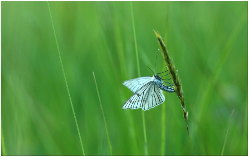 Photo Insectes
