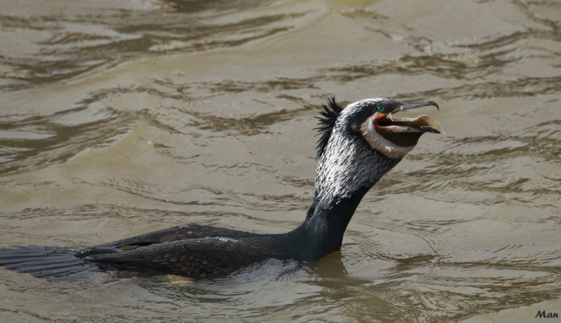 Photo Oiseaux Grand cormoran (Phalacrocorax carbo)