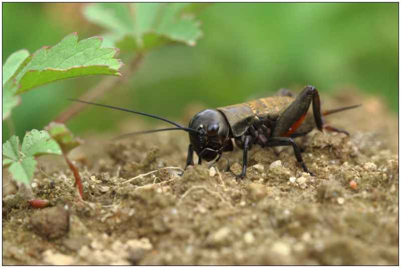 Photo Insectes Grillon champêtre (Gryllus campestris)