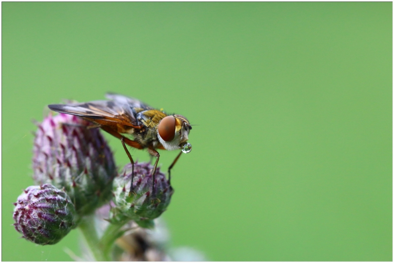 Photo Insectes Phasie crassipenne (Ectophasia crassipennis)
