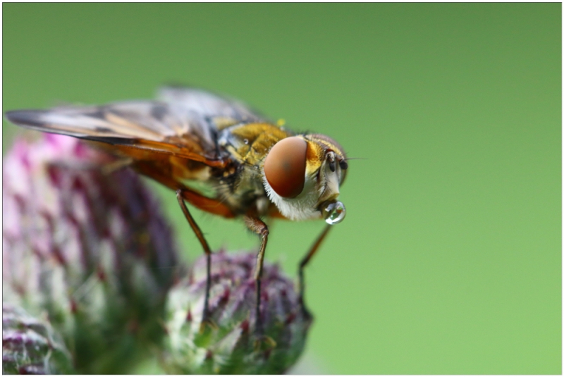 Photo Insectes Phasie crassipenne (Ectophasia crassipennis)