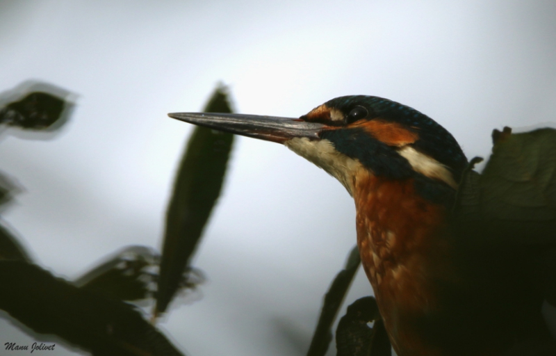 Photo Oiseaux Martin-pêcheur d'Europe (Alcedo atthis)