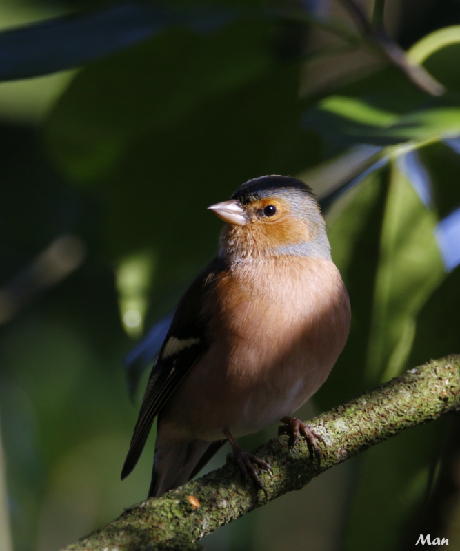 Photo Oiseaux Pinson des arbres (Fringilla coelebs)