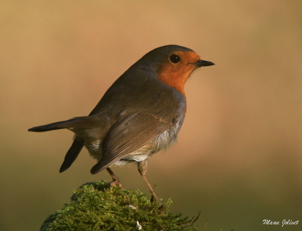 Photo Oiseaux Rouge-gorge familier (Erithacus rubecula)