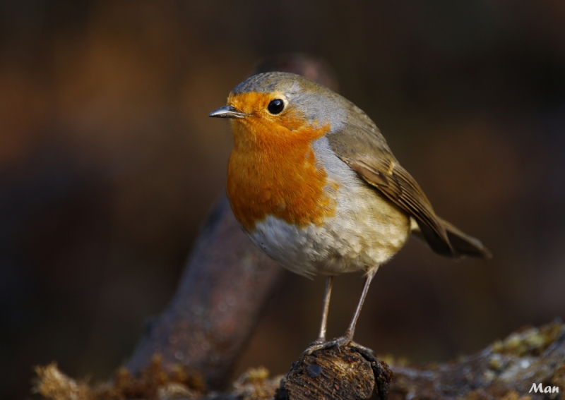 Photo Oiseaux Rouge-gorge familier (Erithacus rubecula)