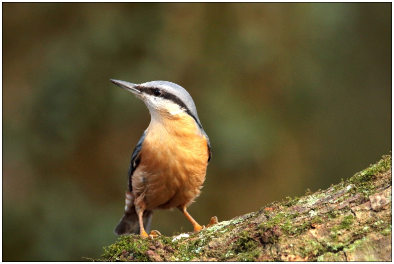 Photo Oiseaux Sittelle torchepot (Sitta europaea)