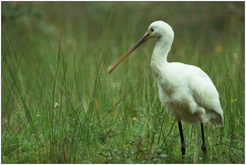 Photo Oiseaux Spatule blanche (Platalea leucorodia)