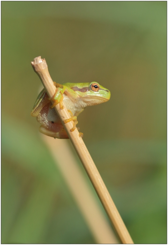 Photo Amphibiens Rainette verte (Hyla arborea)
