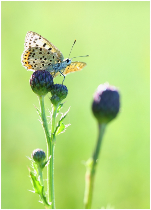 Photo Insectes